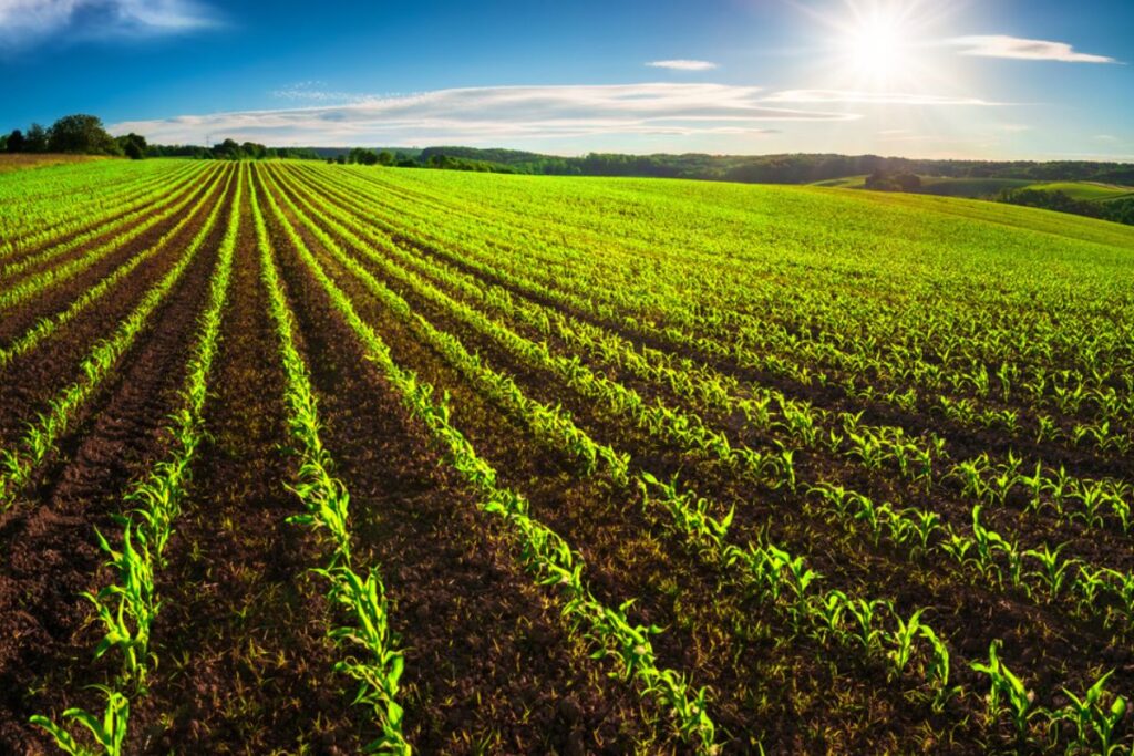 Como substituir agrotóxicos na agricultura?