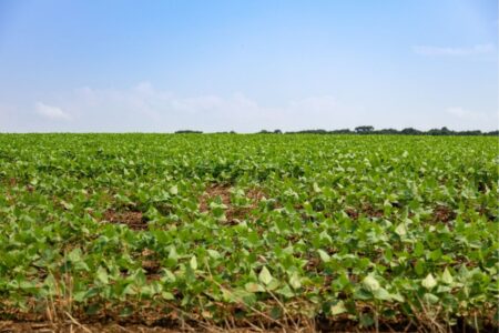 Vasta plantação de feijão com horizonte claro e aberto