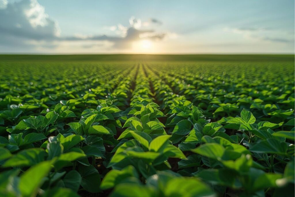 Linha de plantação até o horizonte com pôr do sol ao fundo