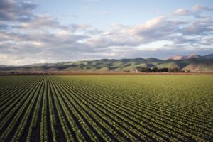 Campo agrícola com fileiras de plantações alinhadas e colinas verdes ao fundo sob céu parcialmente nublado