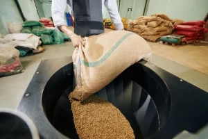 Trabalhador despejando grãos de um saco de juta em um recipiente.