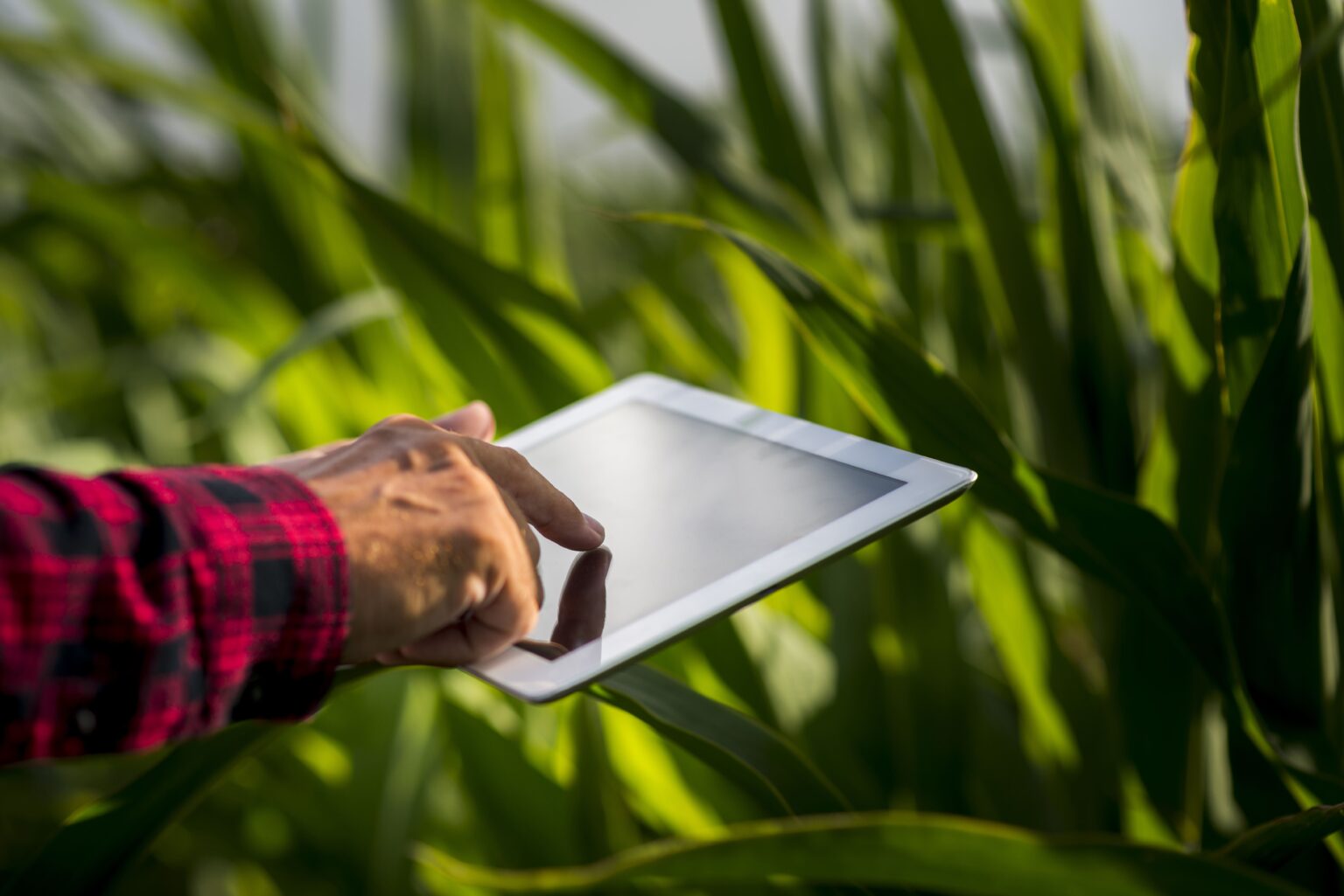 Pessoa utilizando um tablet em meio a um campo de milho, demonstrando tecnologia agrícola moderna, como a agricultura de precisão. Ideal para quem busca inovação no agronegócio.