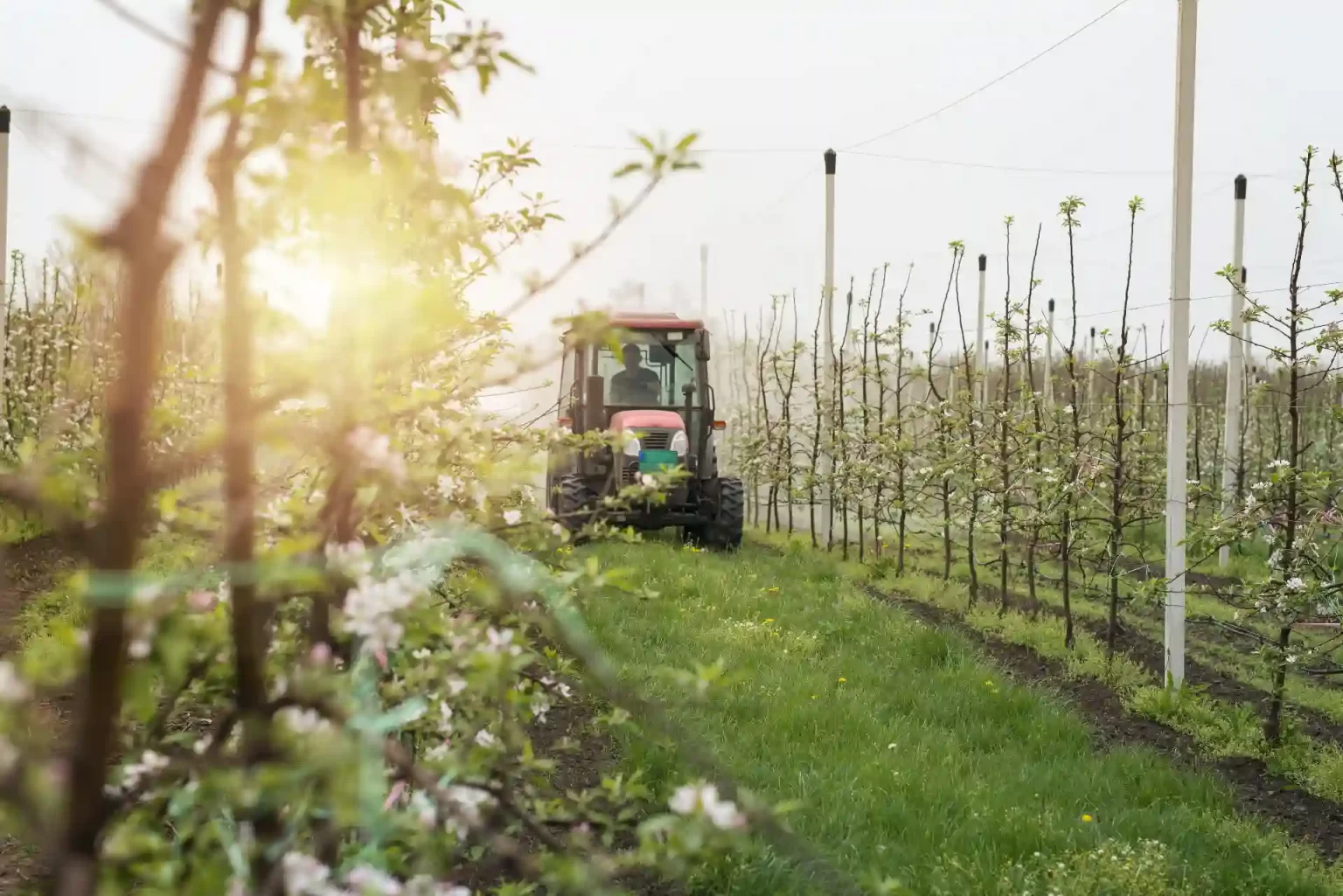 Trator agrícola trabalhando em uma plantação de árvores em um pomar, com luz suave ao entardecer, mostrando o cuidado com a agroindústria e a agricultura sustentável.
