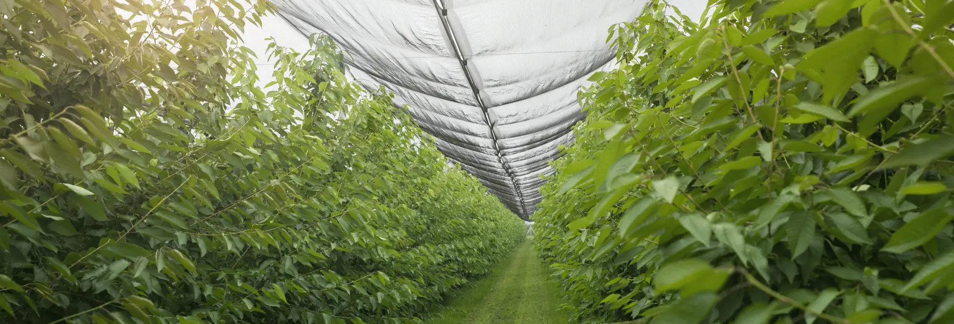 plantação em cultivo protegido do tipo telado