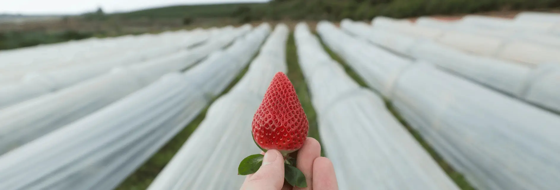 plantação em cultivo protegido do tipo túnel