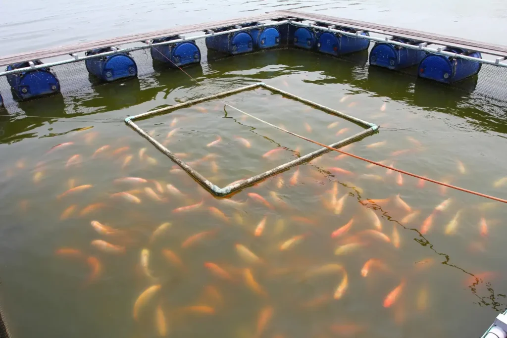 Tanque de piscicultura com rede submersa e aeração, mostrando a água e os peixes sob a superfície em um sistema de criação